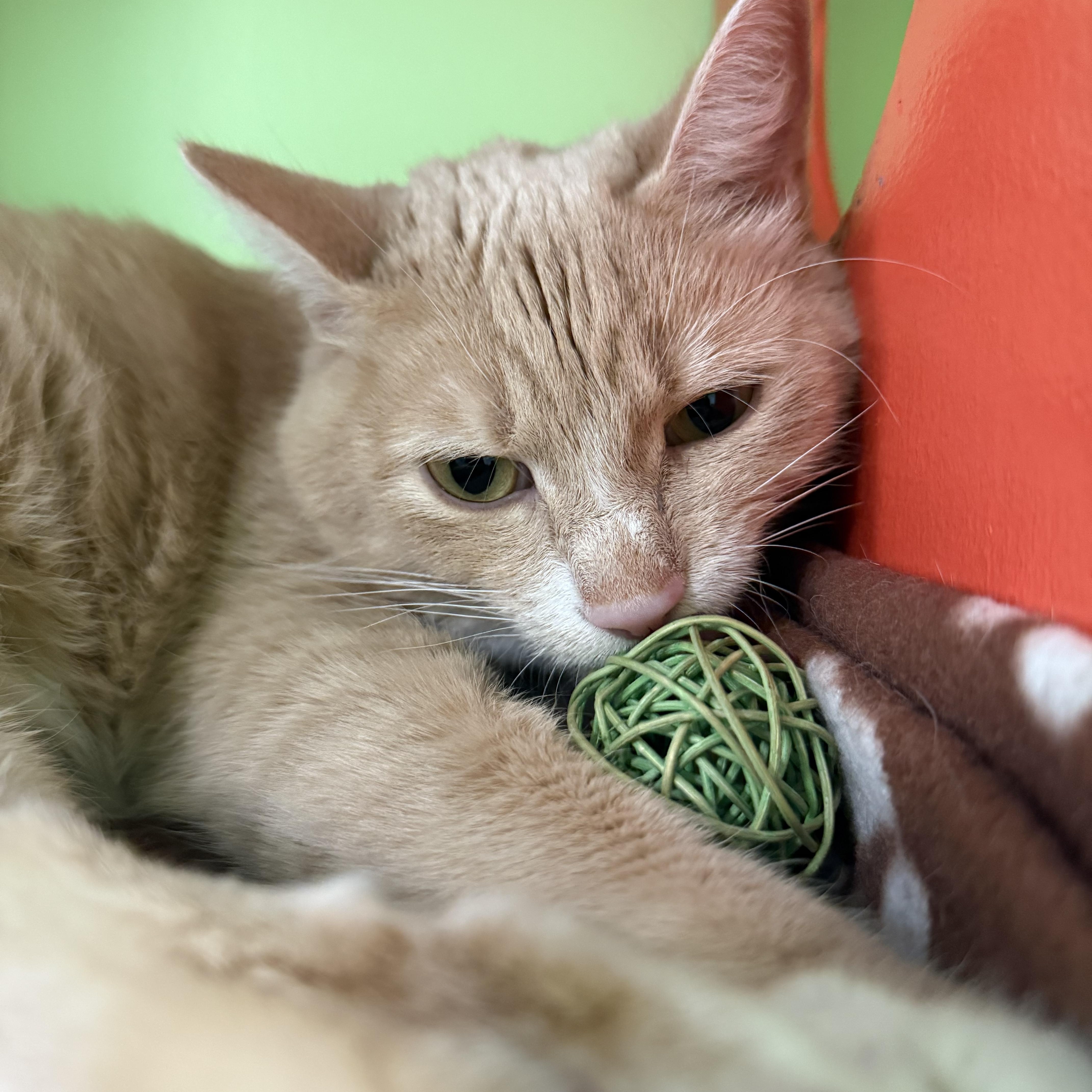 Valentino, Adoptable, Young Male Domestic Short Hair.