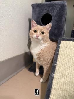 Valentino, Adoptable, Adult Male Domestic Short Hair.