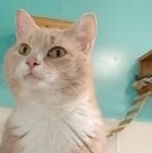 Enlarge Valentino, a Adoptable Domestic Short Hair in Lincoln, IL image 2/6