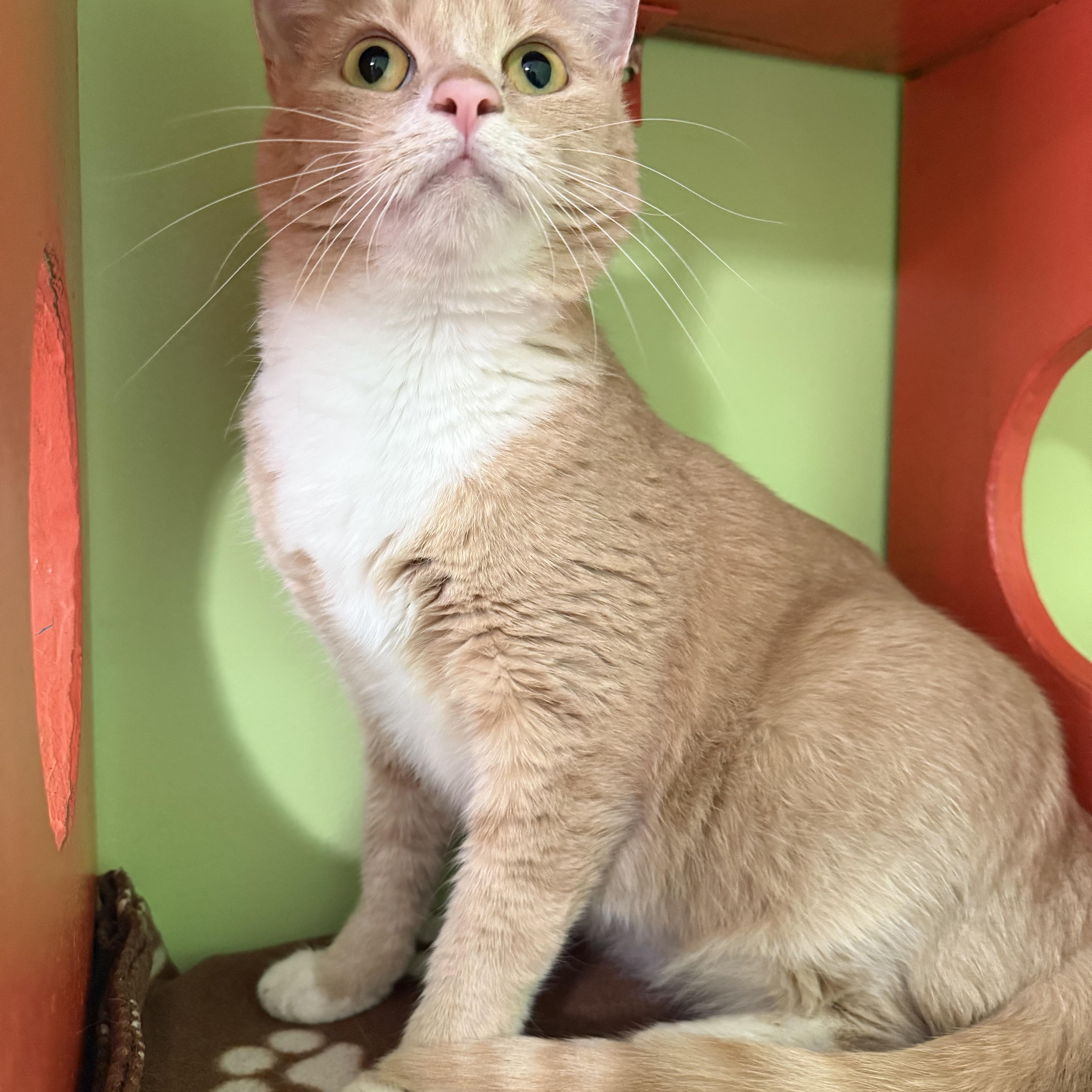 Valentino, a Adoptable Domestic Short Hair in Lincoln, IL image 2/5