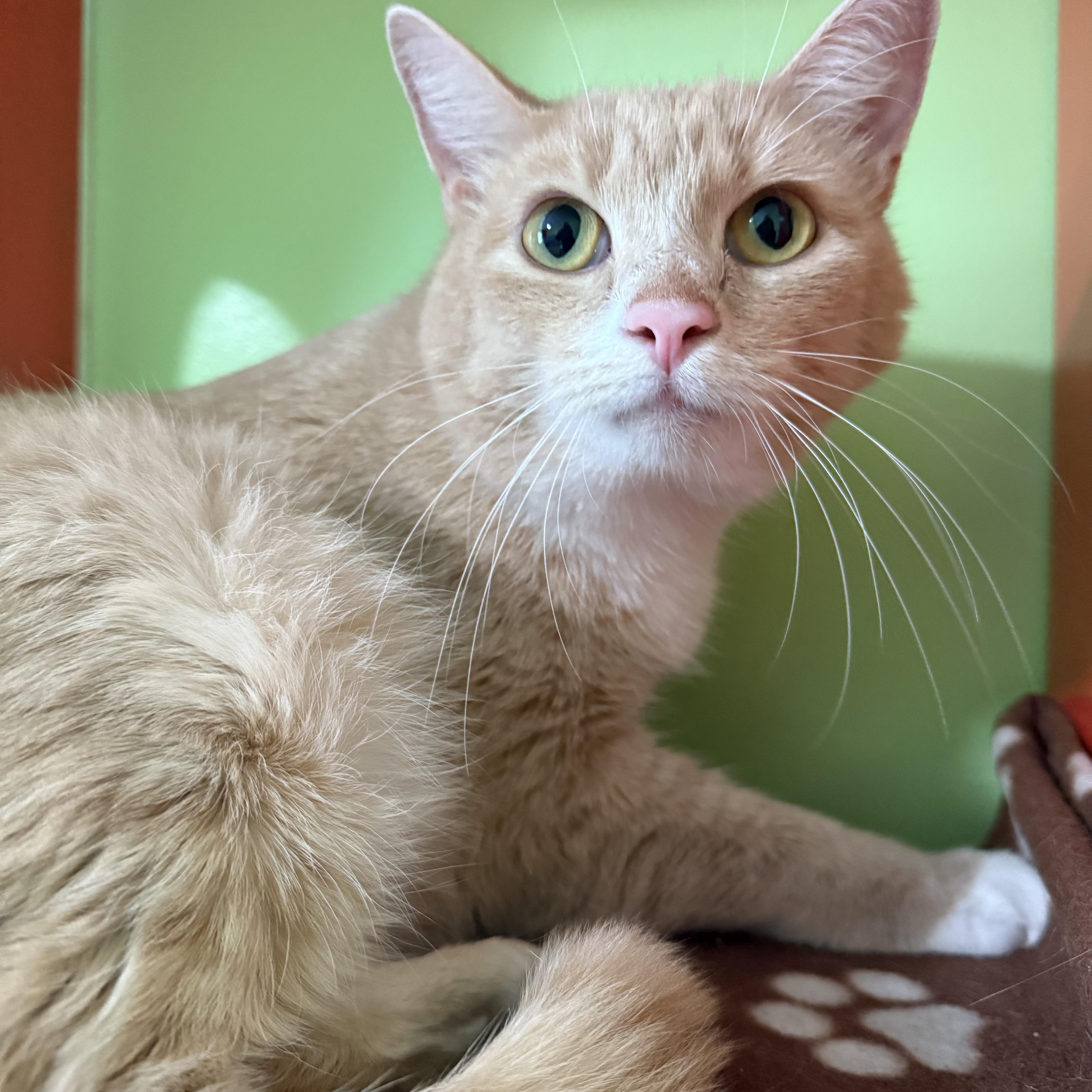 Valentino, a Adoptable Domestic Short Hair in Lincoln, IL image 3/5