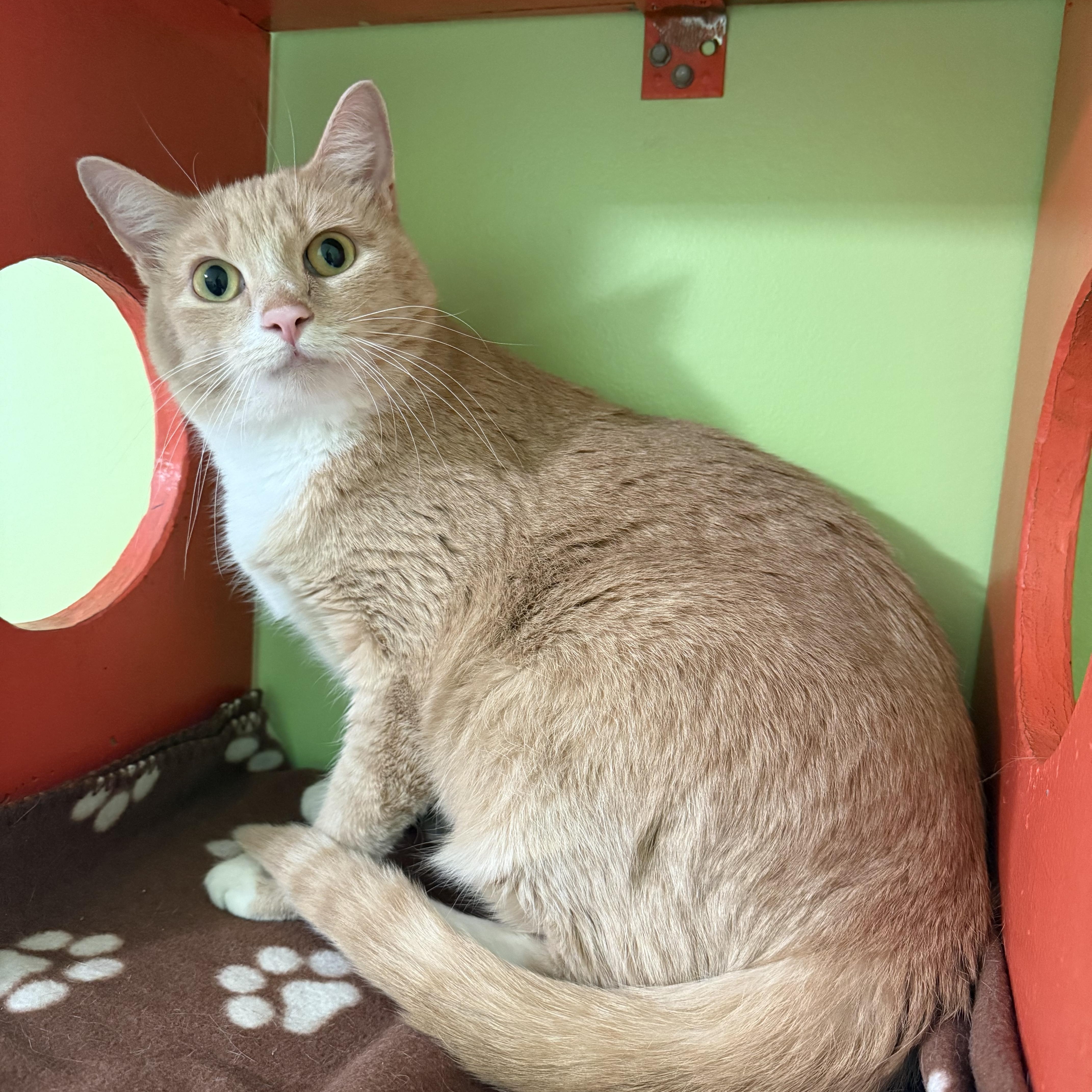 Valentino, a Adoptable Domestic Short Hair in Lincoln, IL image 4/5