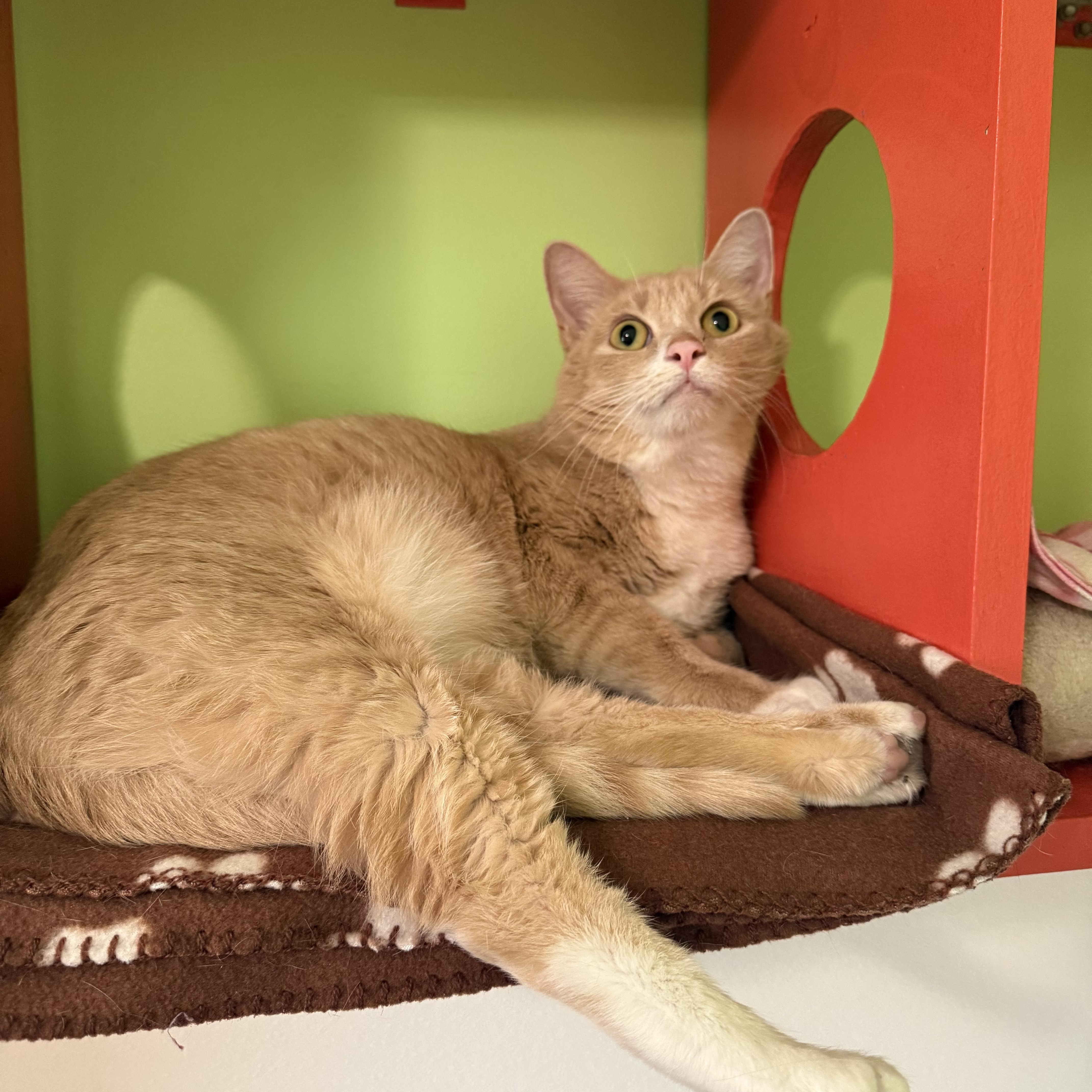 Valentino, a Adoptable Domestic Short Hair in Lincoln, IL image 5/5