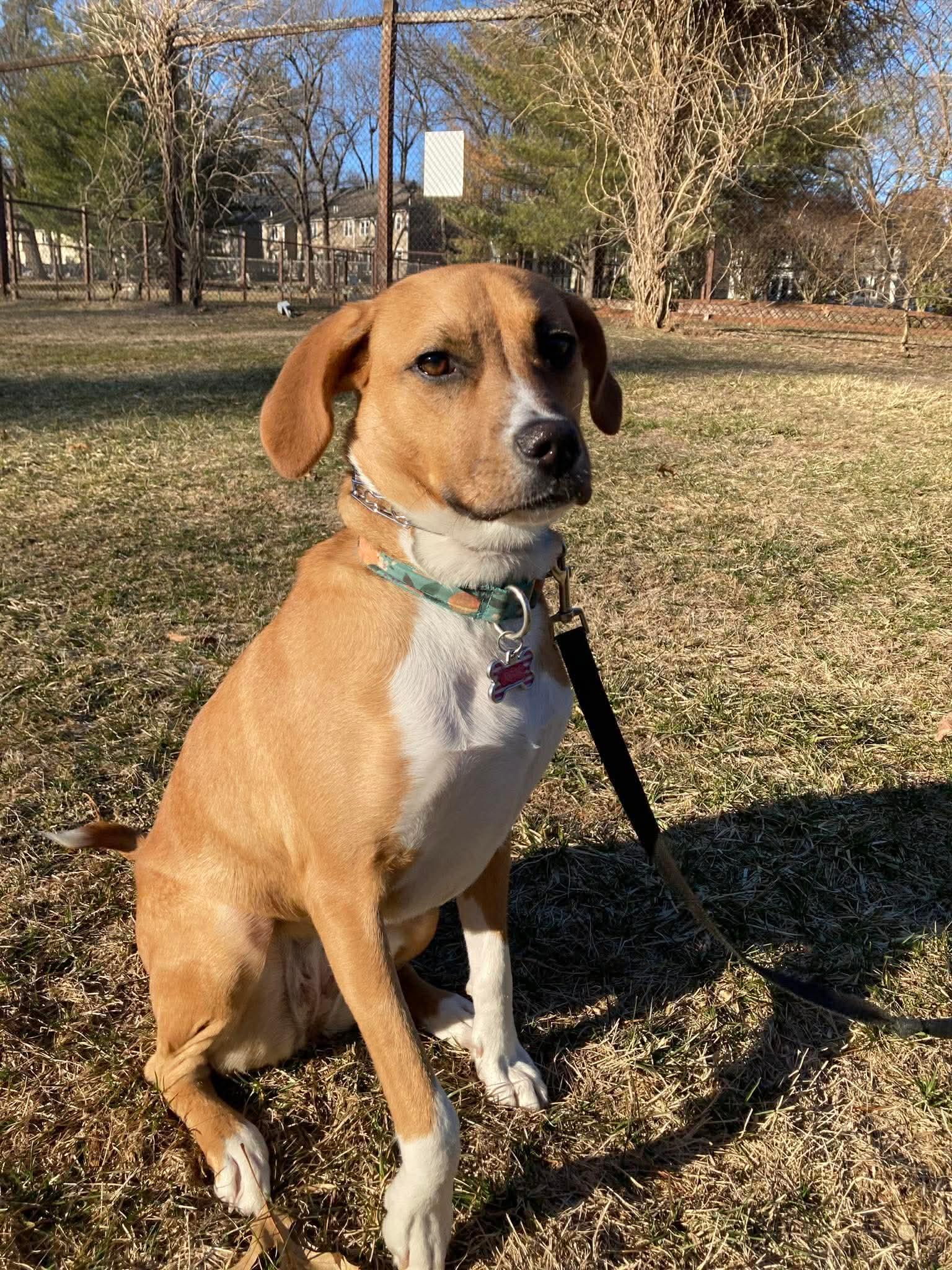 Enlarge Rosy fka Evie, a Adoptable mixed breed in Pomfret Center, CT image 1/3