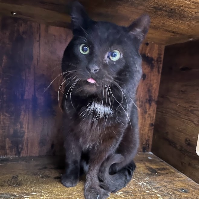 Cat for adoption Barnaby, a Domestic Medium Hair in Kalamazoo, MI