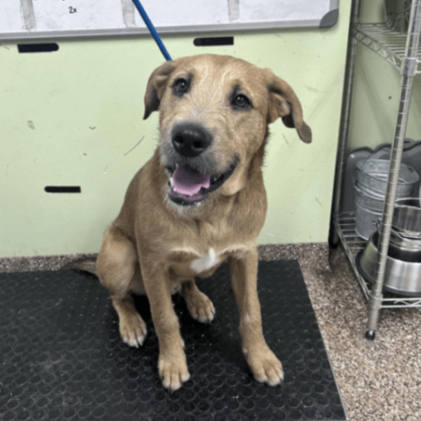 Dog for adoption Baja Man, an Airedale Terrier & Retriever Mix in
