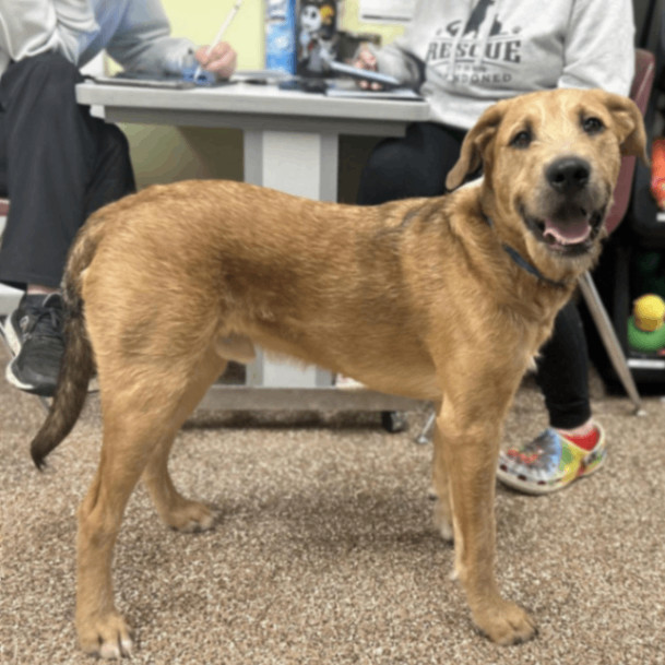 Dog for adoption Baja Man, an Airedale Terrier & Retriever Mix in