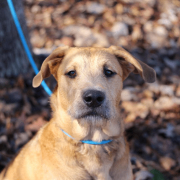 Dog for adoption Baja Man, an Airedale Terrier & Retriever Mix in