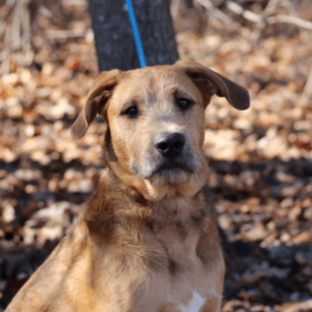 Dog for adoption Baja Man, an Airedale Terrier & Retriever Mix in