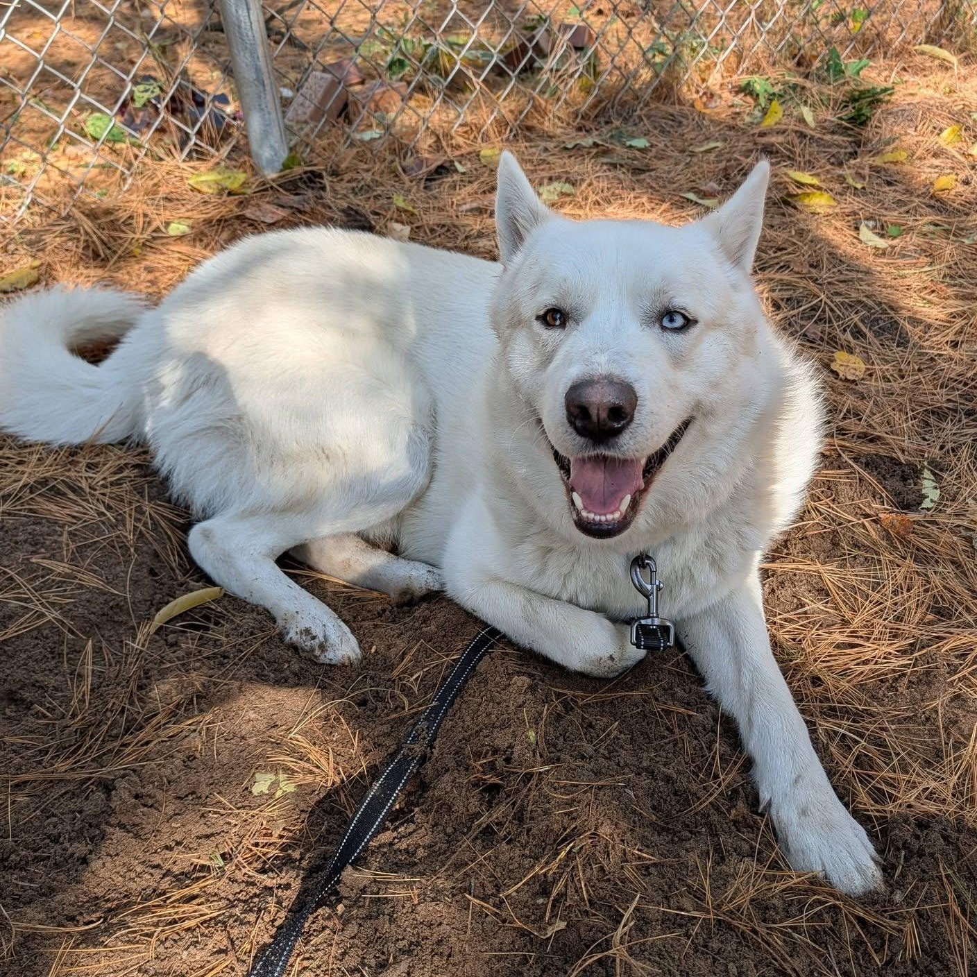 Tundra, Adoptable, Young Male Husky.