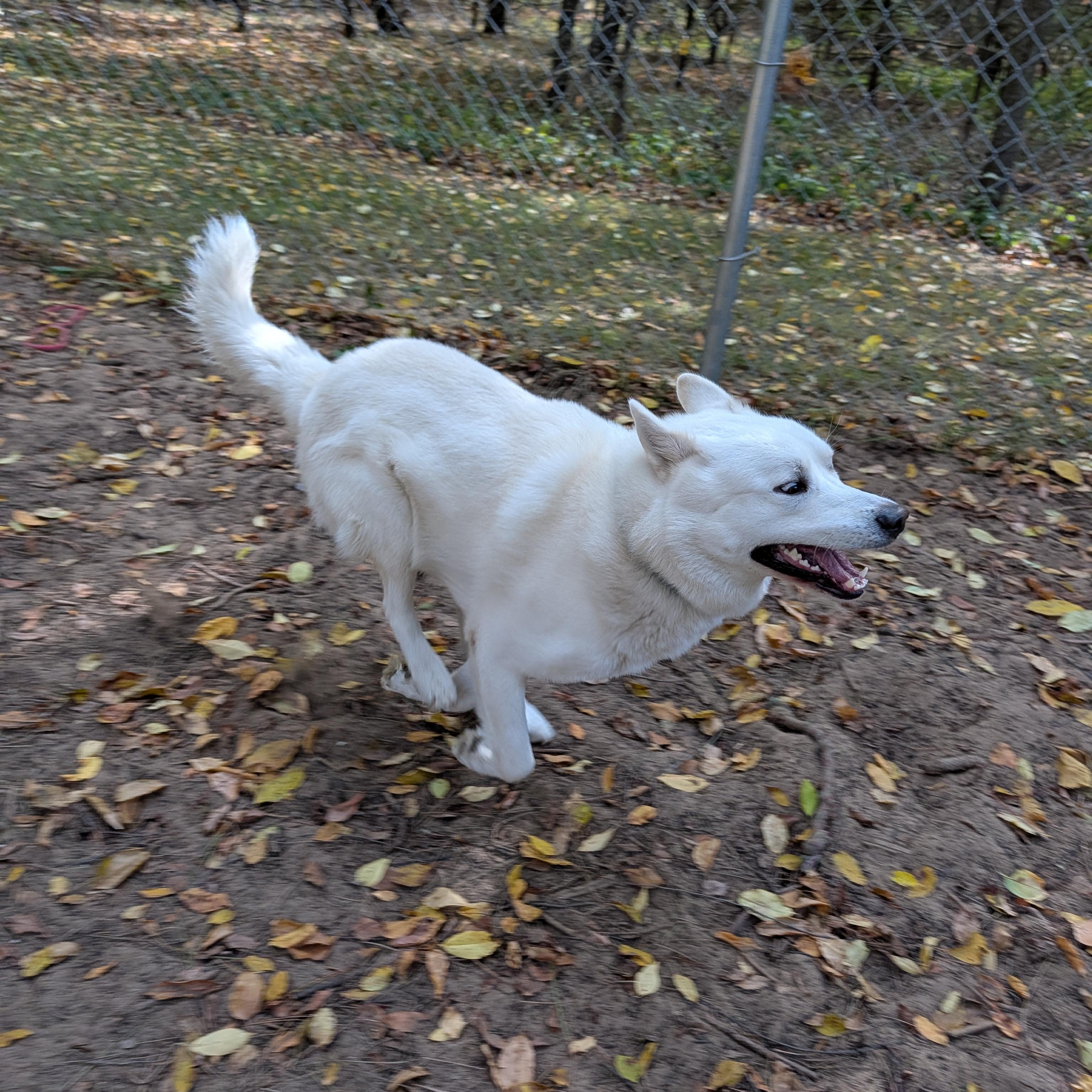 Enlarge Tundra, a Adoptable mixed breed in Manistique, MI image 2/3