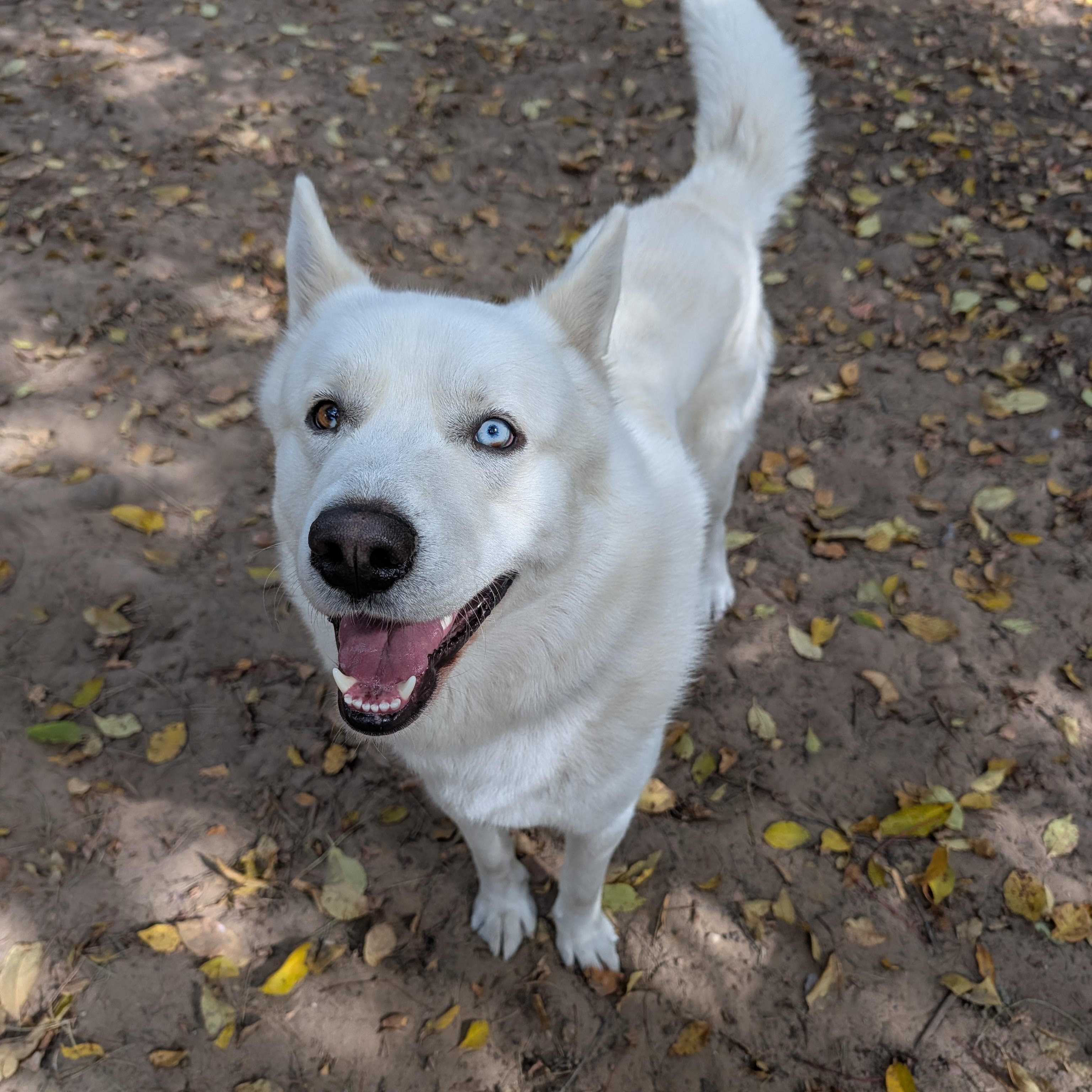 Enlarge Tundra, a Adoptable mixed breed in Manistique, MI image 3/3