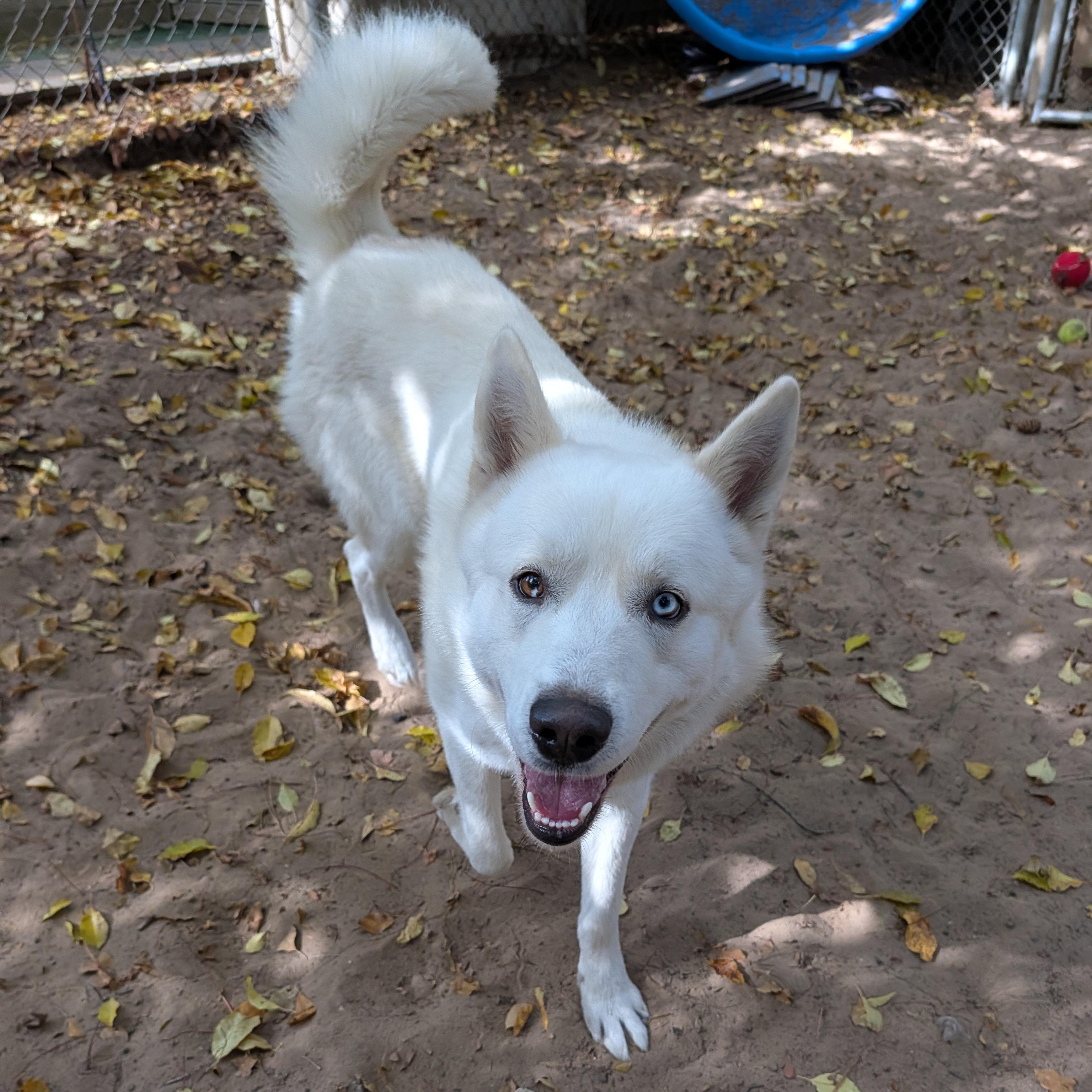 Tundra, Adoptable, Young Male Husky.
