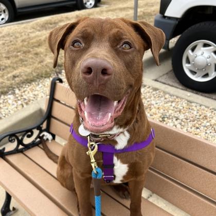Enlarge Derby, a Adoptable mixed breed in Wheaton, IL image 1/3