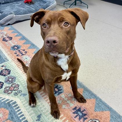 Derby, a Adoptable mixed breed in Wheaton, IL image 1/3