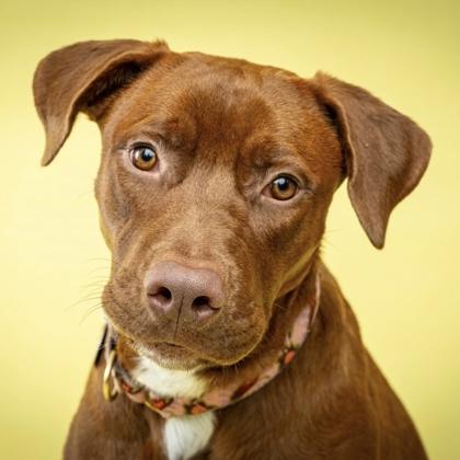 Enlarge Derby, a Adoptable mixed breed in Wheaton, IL image 2/3