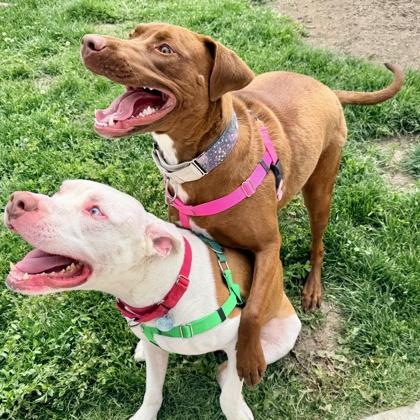 Derby, a Adoptable mixed breed in Wheaton, IL image 1/3