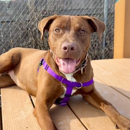 Derby, a Adoptable mixed breed in Wheaton, IL image 2/3