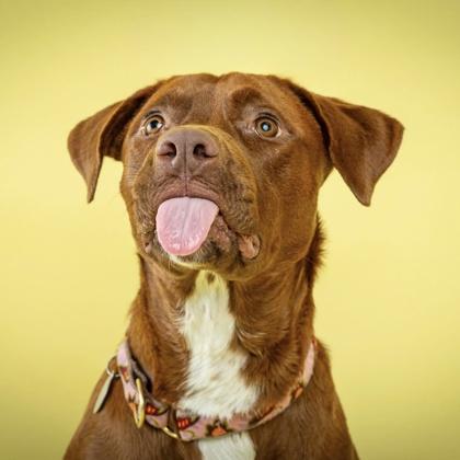 Enlarge Derby, a Adoptable mixed breed in Wheaton, IL image 2/3