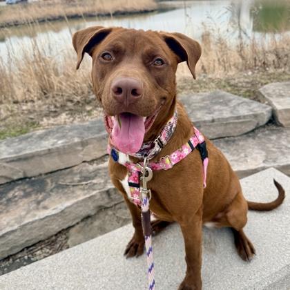Derby, a Adoptable mixed breed in Wheaton, IL image 3/3