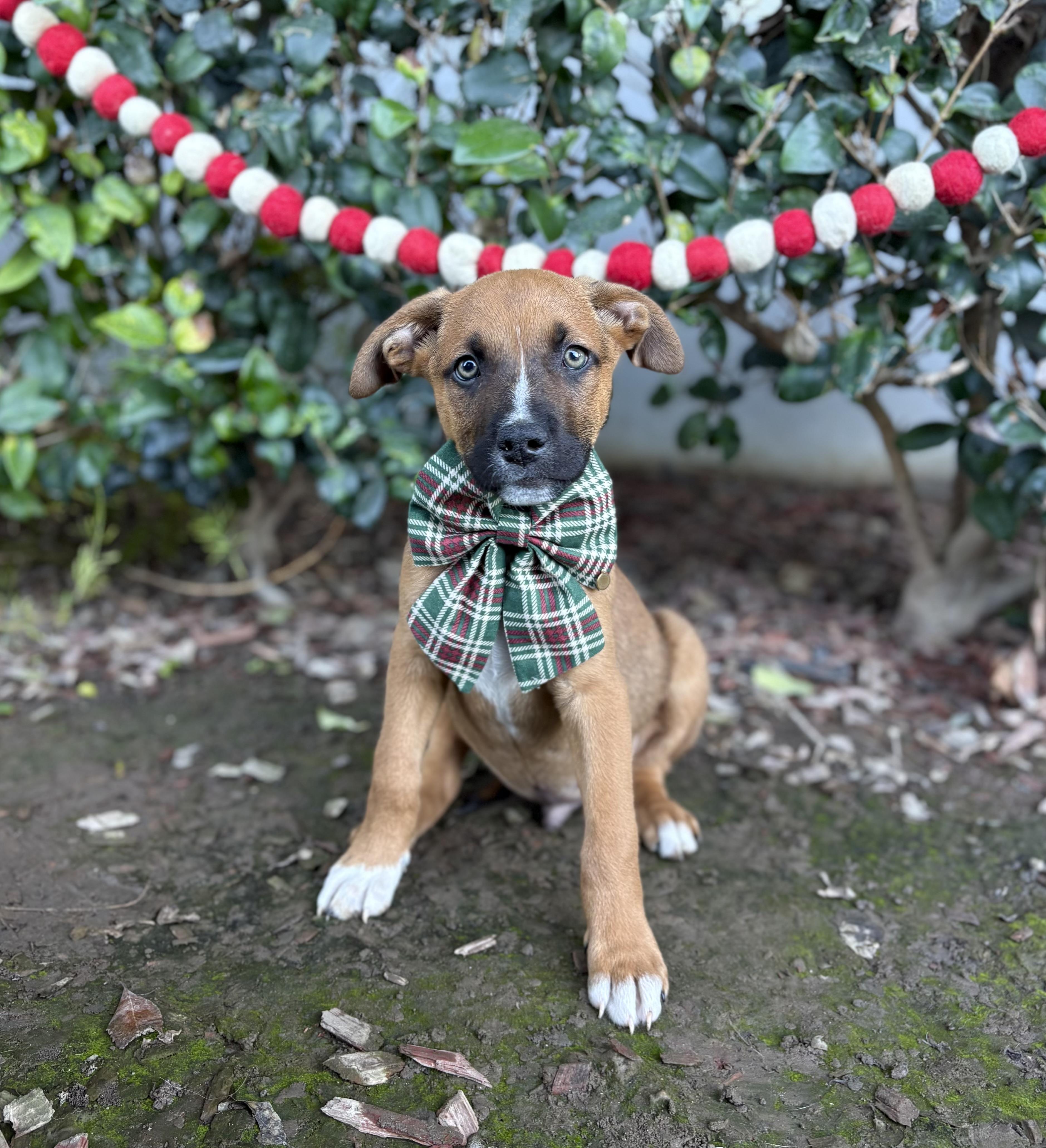 Twinkle, ADOPTABLE, Puppy Male Boxer.