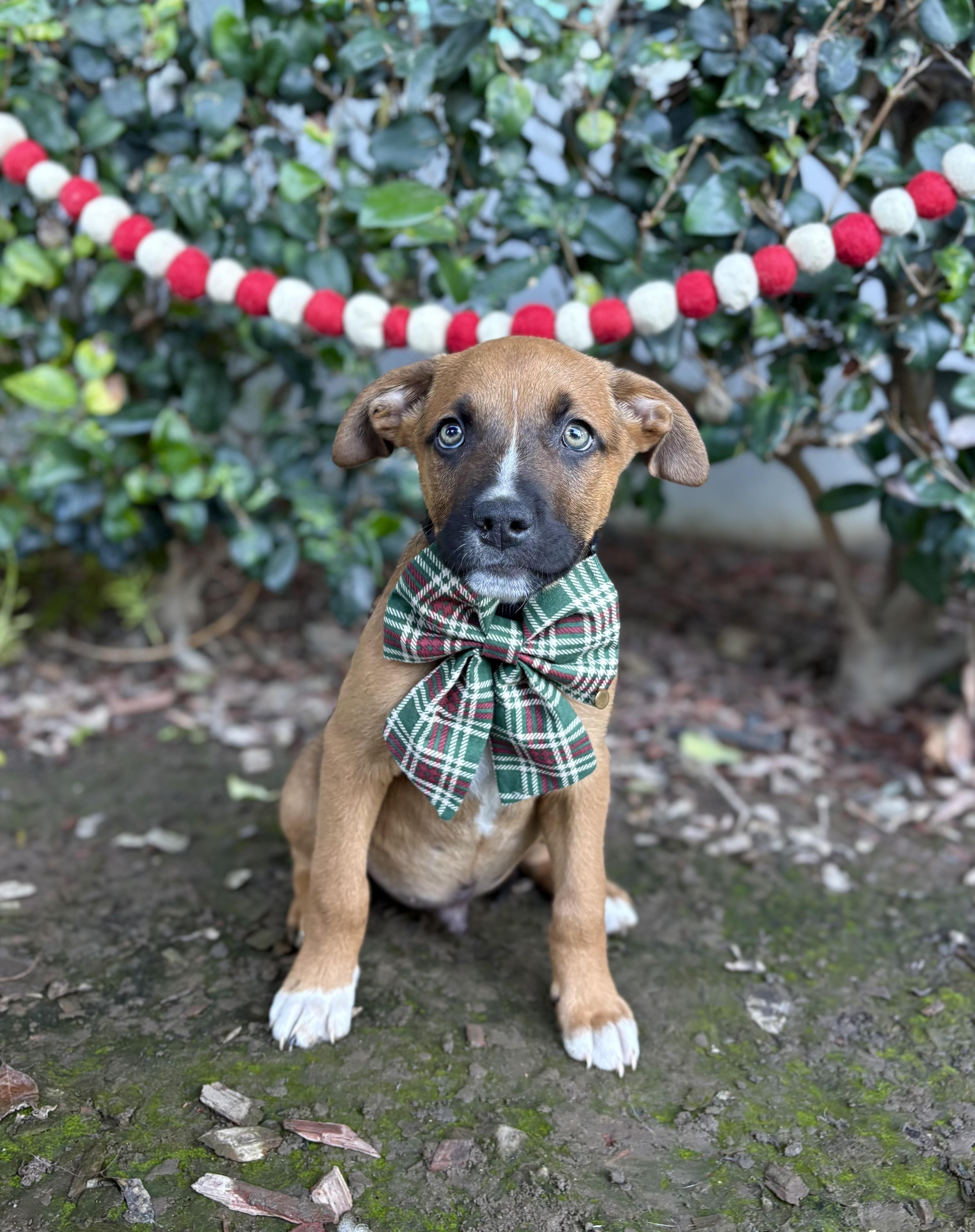 Twinkle, a ADOPTABLE mixed breed in South El Monte, CA image 2/6