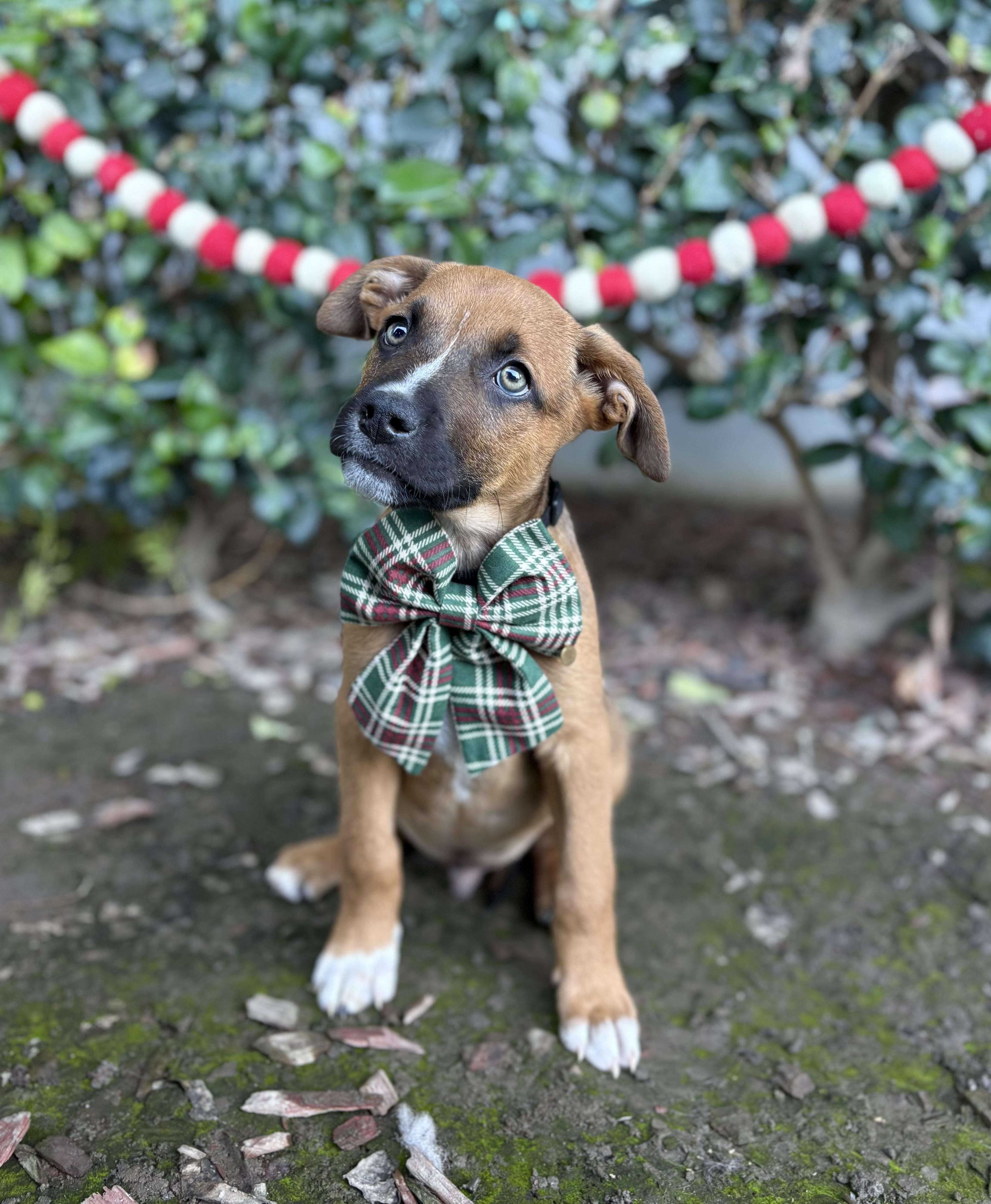 Twinkle, a ADOPTABLE mixed breed in South El Monte, CA image 3/6