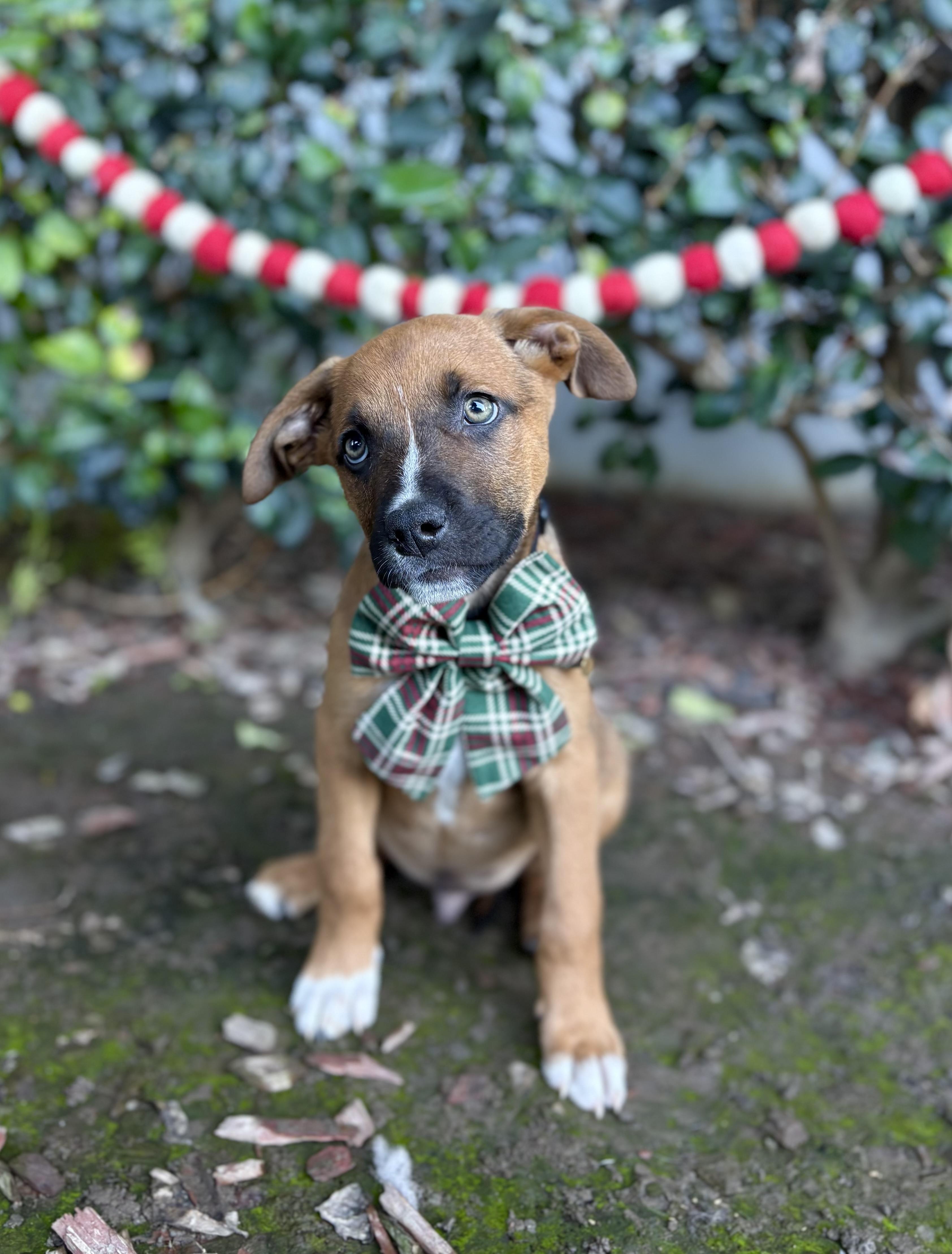 Twinkle, a ADOPTABLE mixed breed in South El Monte, CA image 4/6