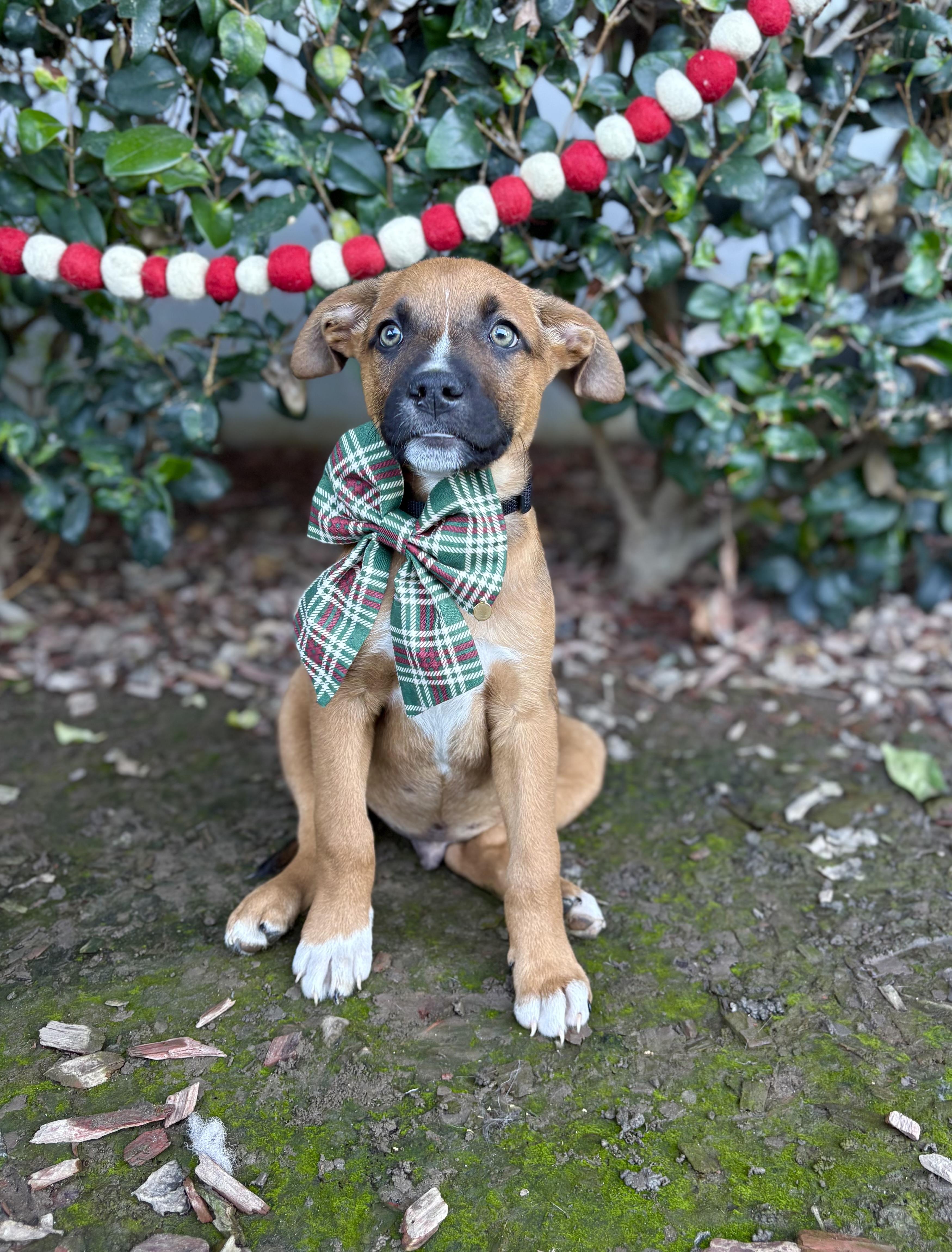 Twinkle, a ADOPTABLE mixed breed in South El Monte, CA image 5/6