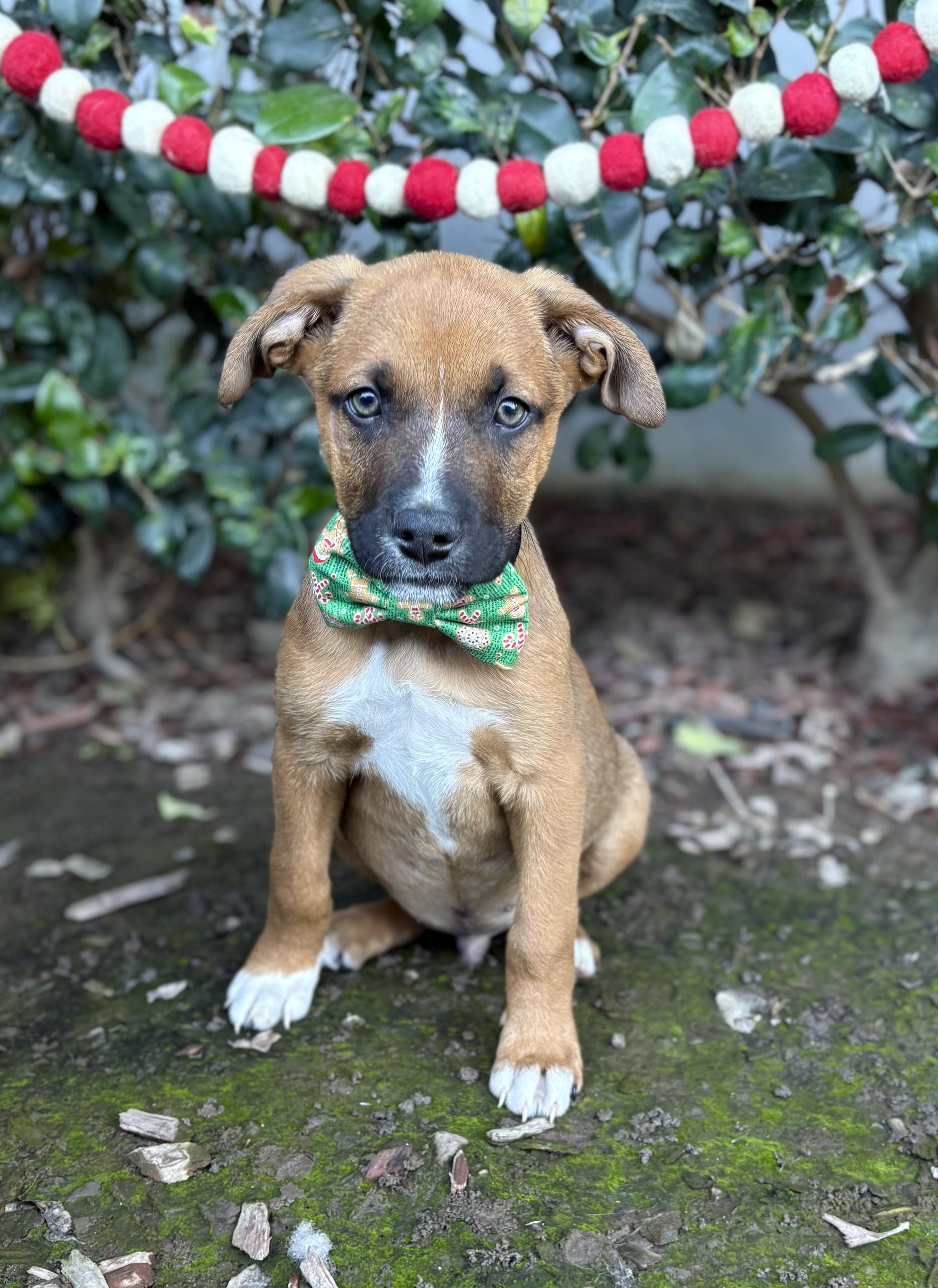 Twinkle, a ADOPTABLE mixed breed in South El Monte, CA image 6/6