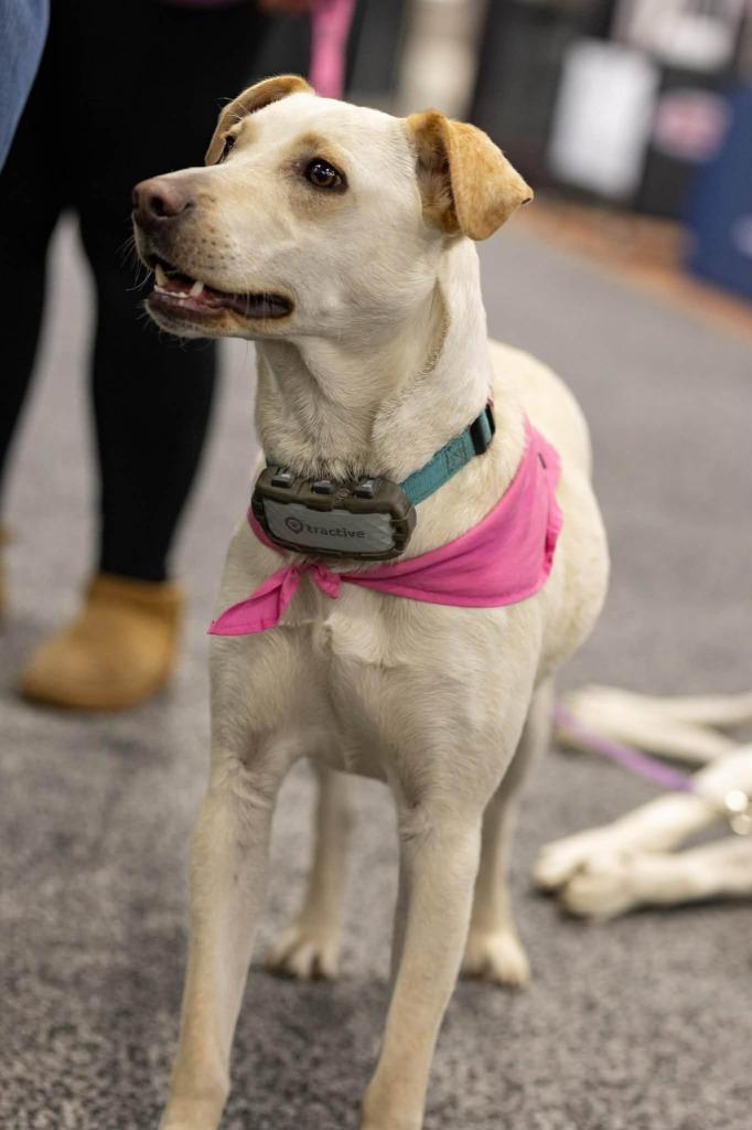 Janeane $450, Adoptable, Young Female Labrador Retriever & Shepherd.