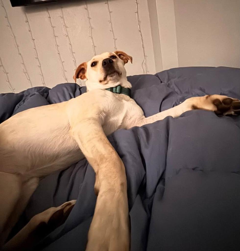 Enlarge Janeane $450, a Adoptable mixed breed in Milwaukee, WI image 2/4