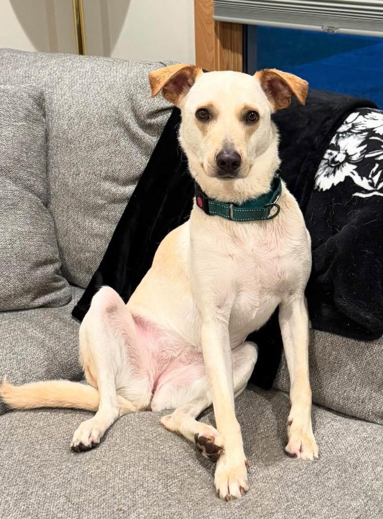 Enlarge Janeane $450, a Adoptable mixed breed in Milwaukee, WI image 3/4