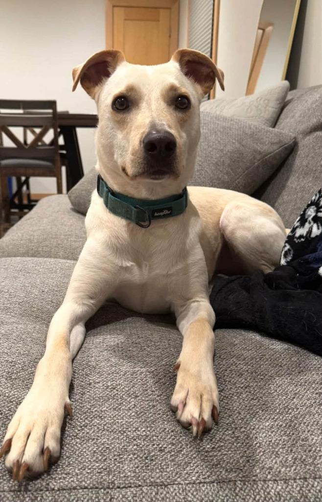 Enlarge Janeane $450, a Adoptable mixed breed in Milwaukee, WI image 4/4