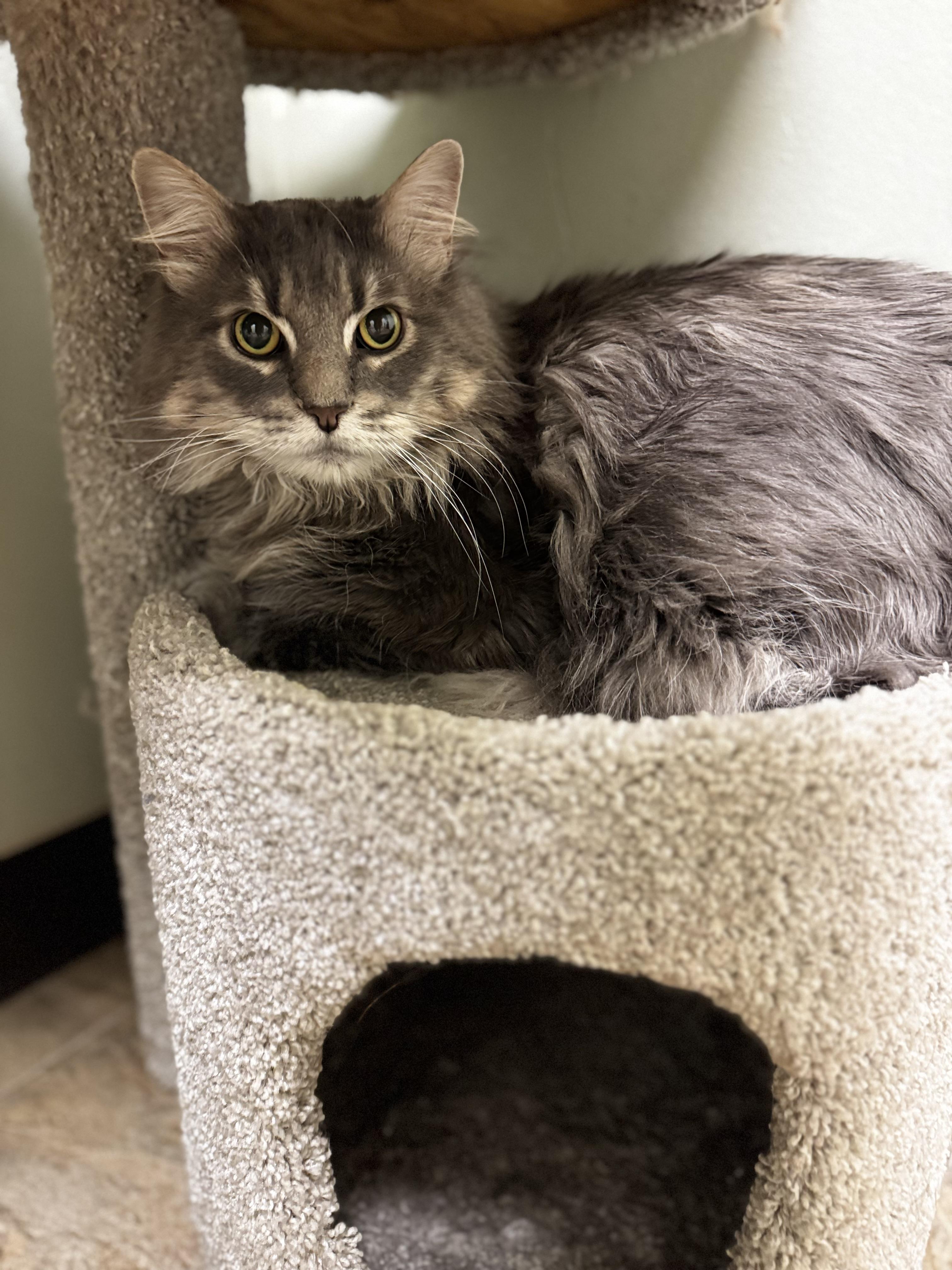 Mo, ADOPTABLE, Senior Male Domestic Long Hair.