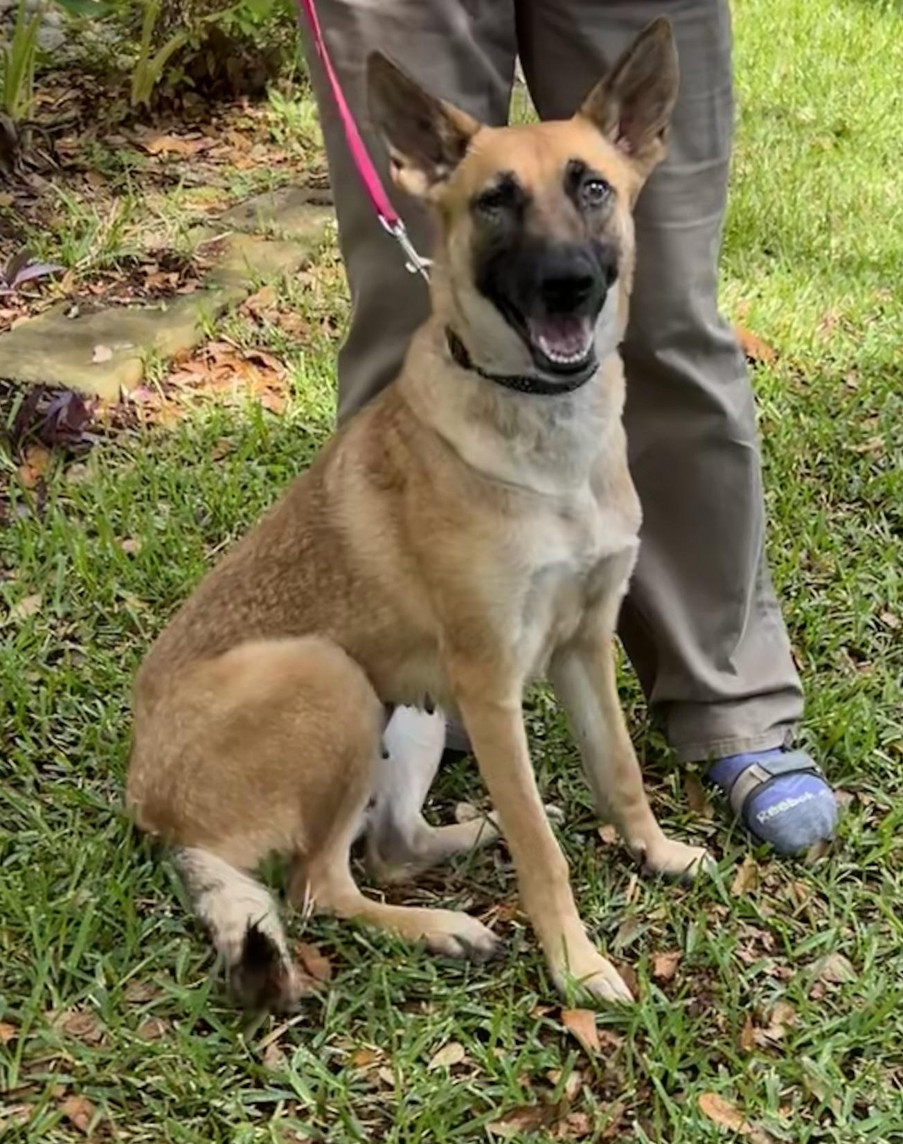 Maya, an adoptable German Shepherd Dog in Bellaire, TX image 1/6