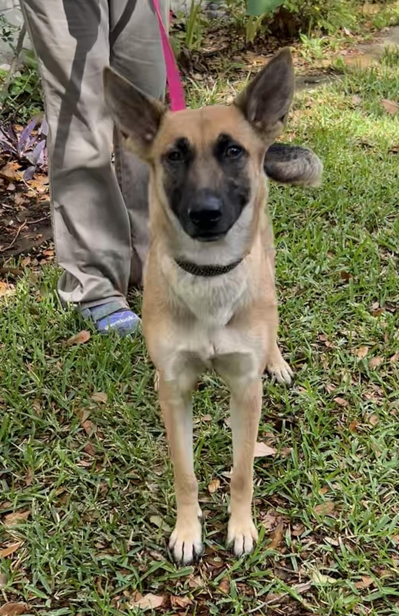 Maya, an adoptable German Shepherd Dog in Bellaire, TX image 5/6