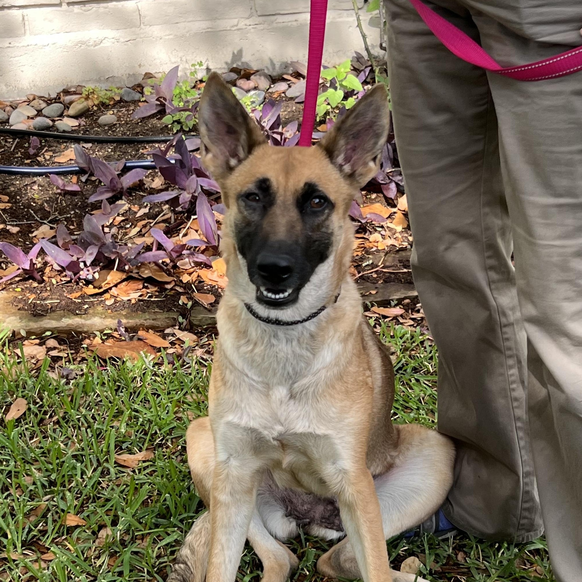 Maya, an adoptable German Shepherd Dog in Bellaire, TX image 2/6