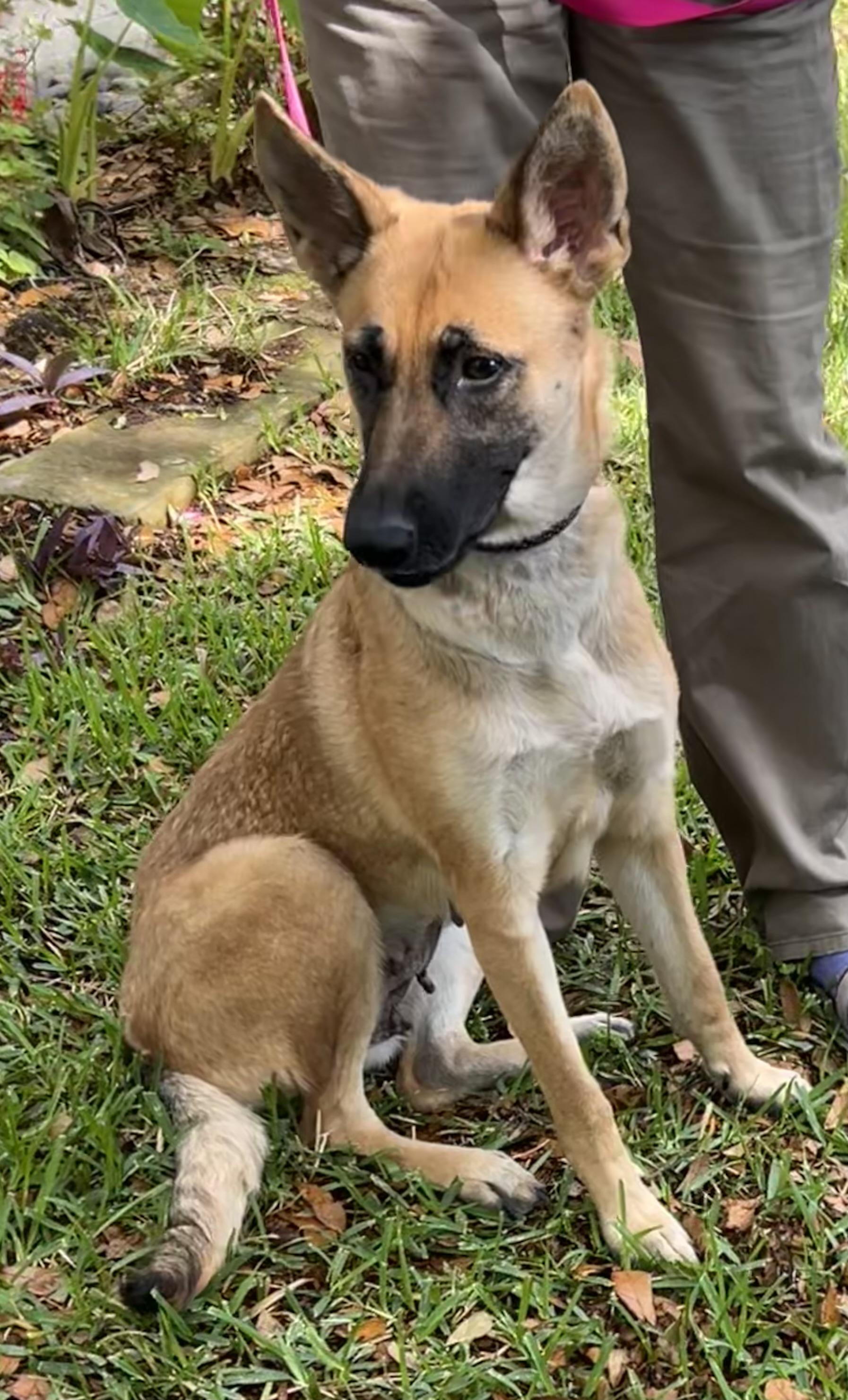 Maya, an adoptable German Shepherd Dog in Bellaire, TX image 4/6