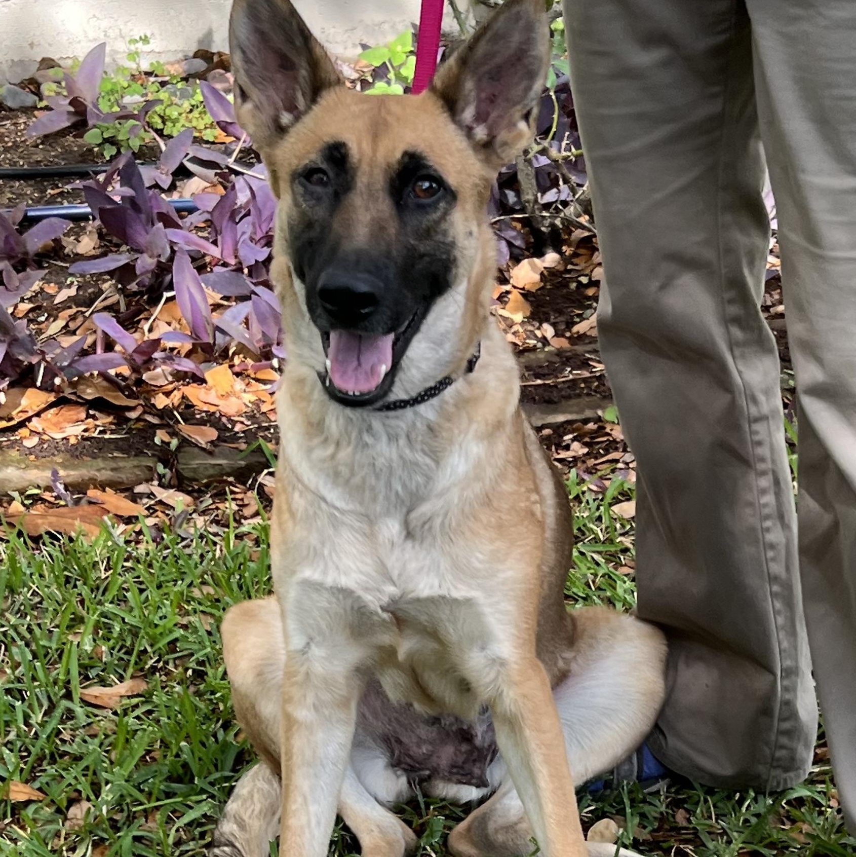 Maya, an adoptable German Shepherd Dog in Bellaire, TX image 6/6