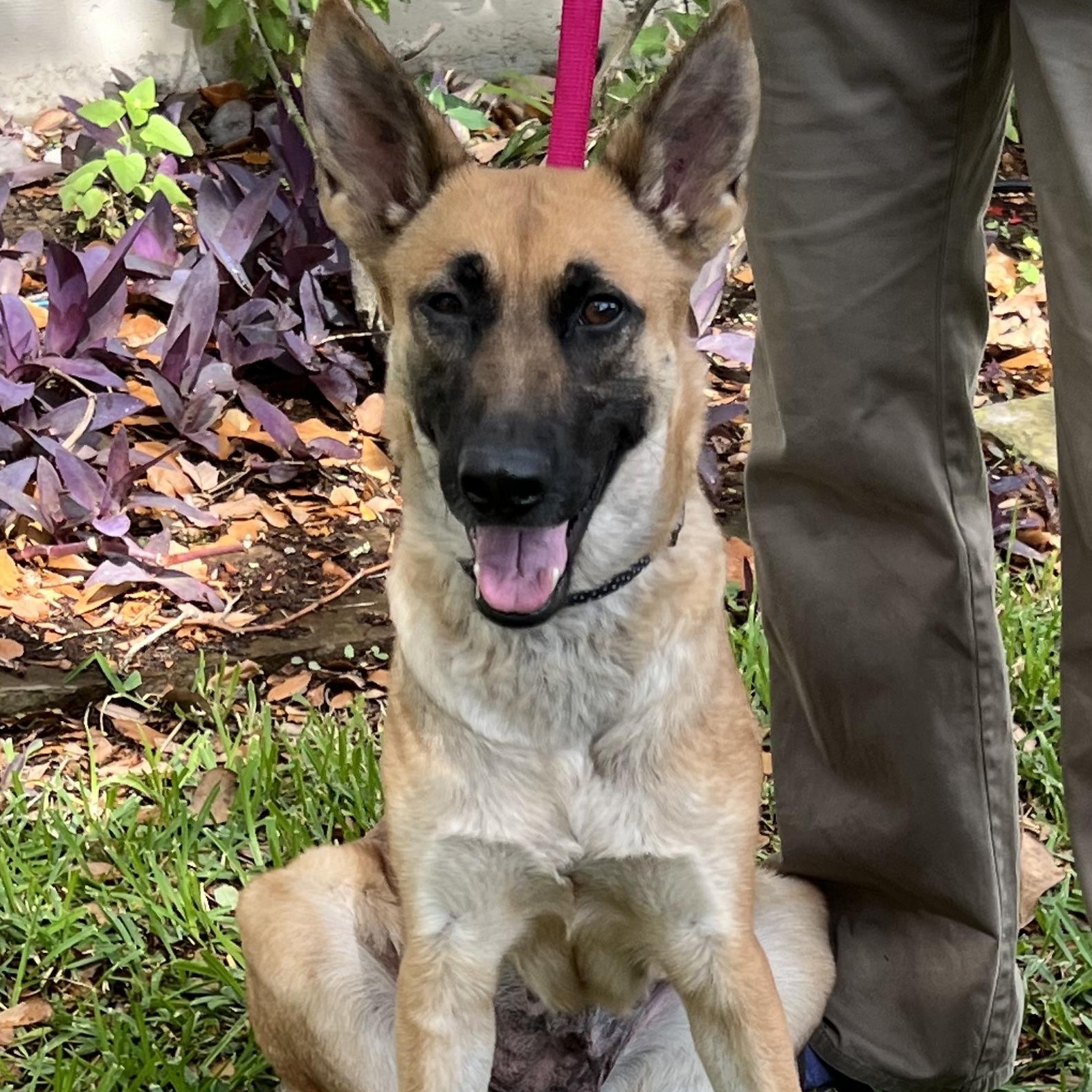 Maya, an adoptable German Shepherd Dog in Bellaire, TX image 3/6