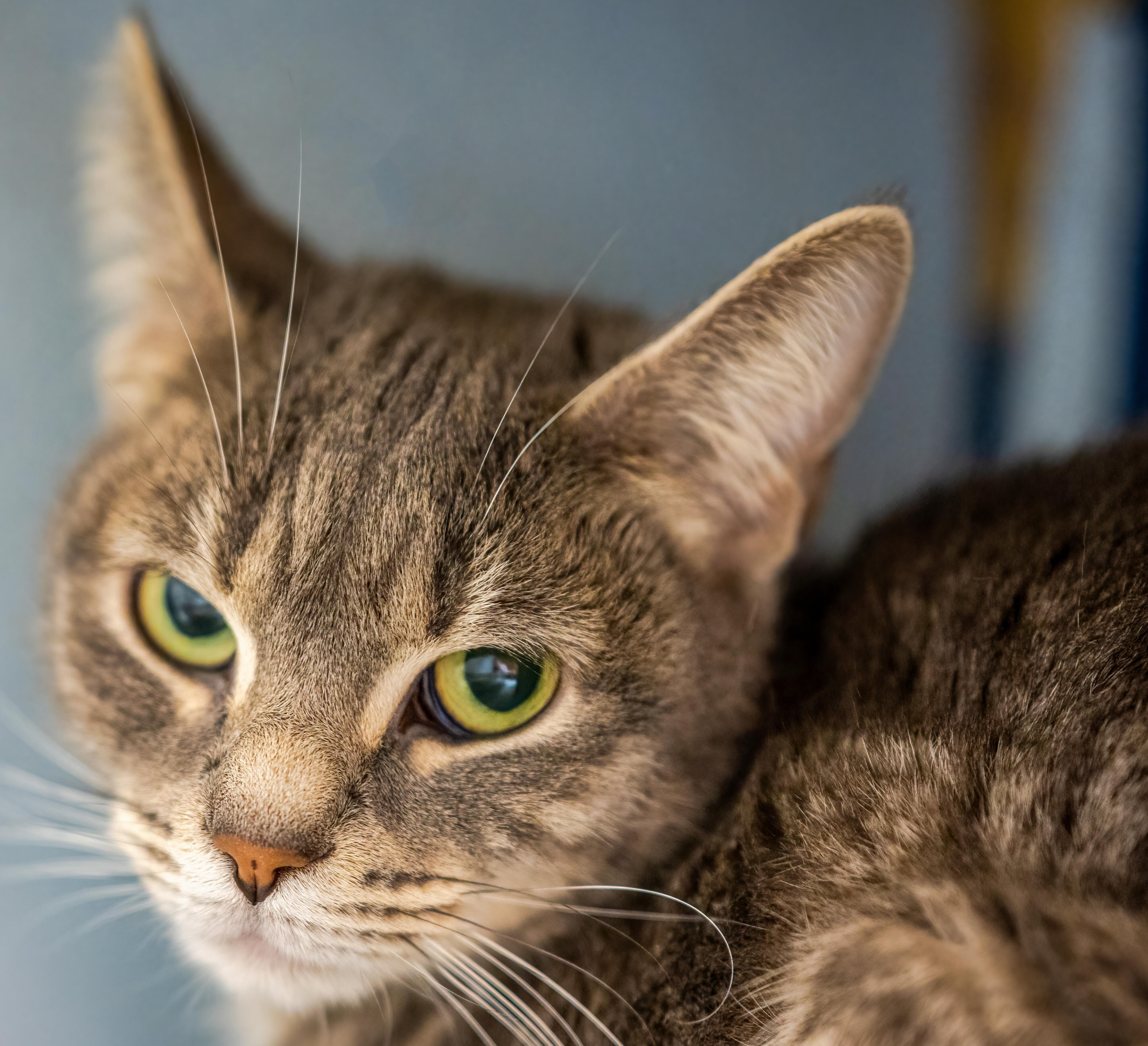 Miso , Adoptable, Young Female Domestic Short Hair.