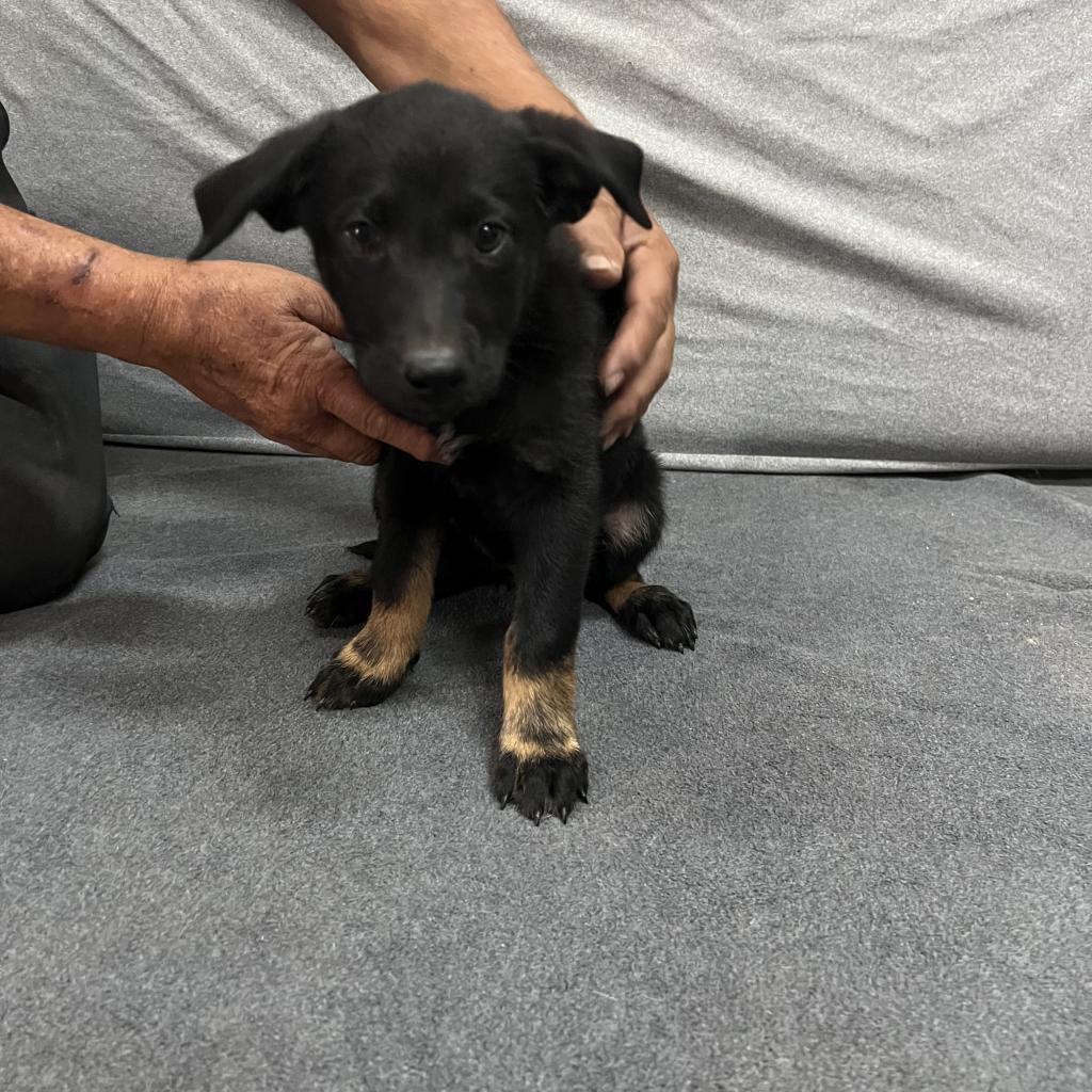 Vader, a Adoptable mixed breed in Ione, CA image 1/2