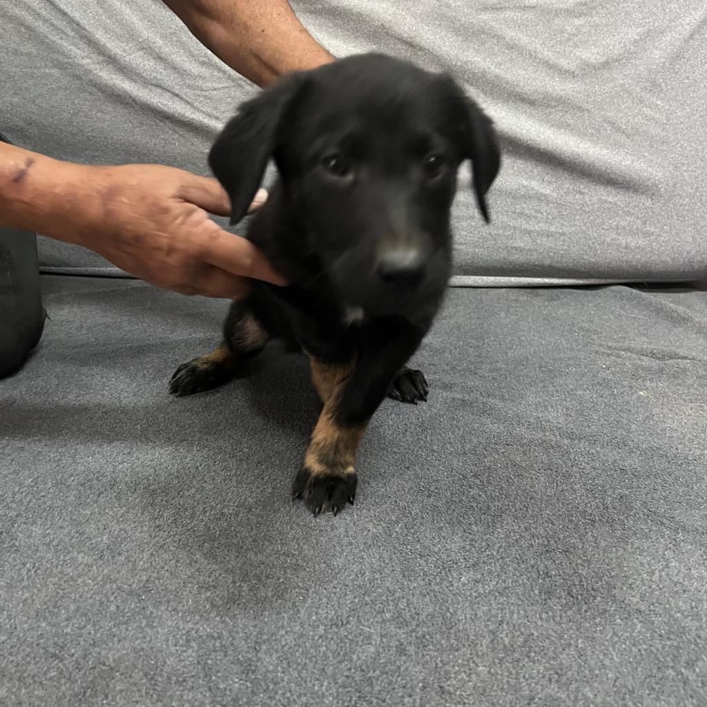 Vader, a Adoptable mixed breed in Ione, CA image 2/2