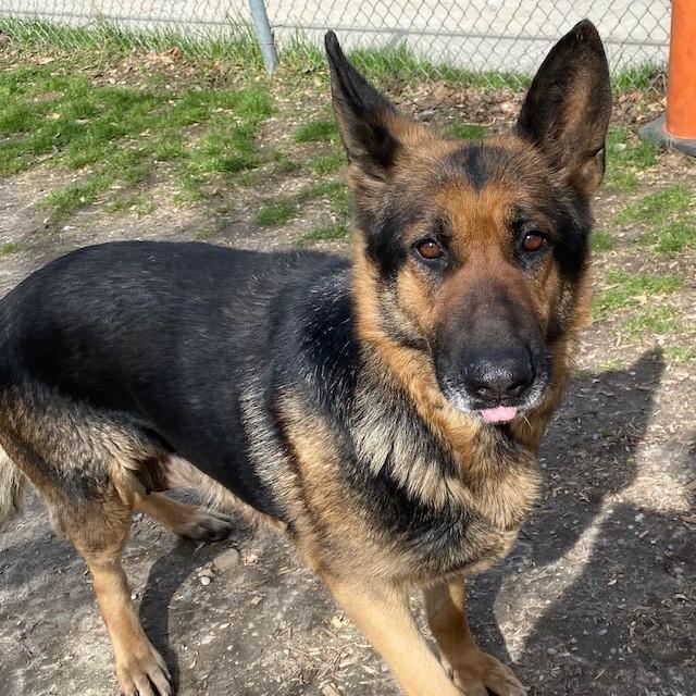 DIXIE, Adoptable, Adult Female German Shepherd Dog.