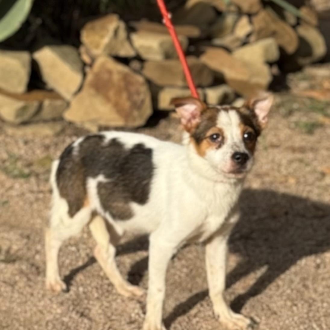 Enlarge Cookie, a Adoptable mixed breed in Williston, VT image 3/5