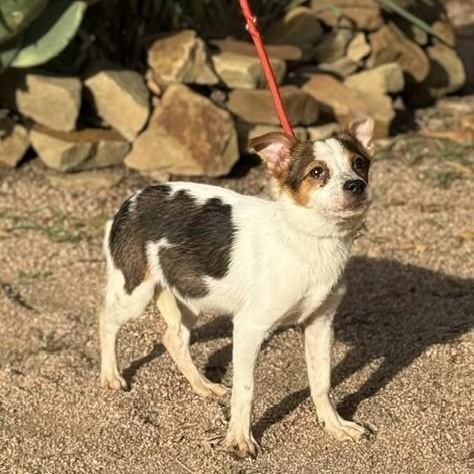 Enlarge Cookie, a Adoptable mixed breed in Williston, VT image 5/5