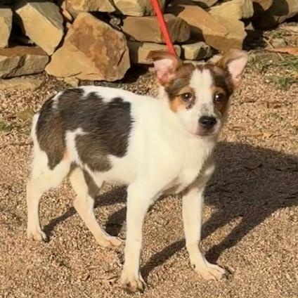 Enlarge Cookie, a Adoptable mixed breed in Williston, VT image 4/5