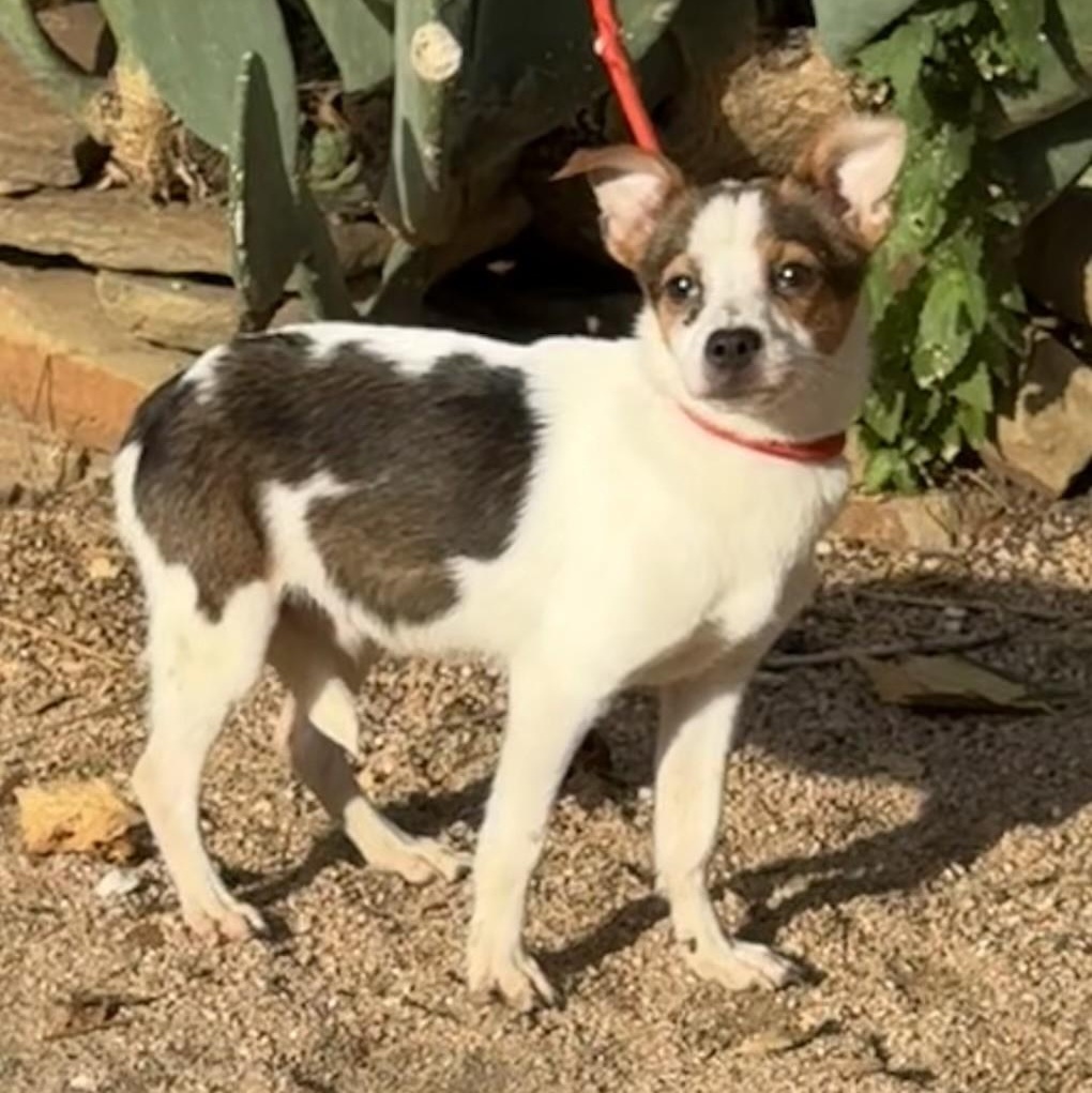 Cookie, Adoptable, Young Male Chihuahua.