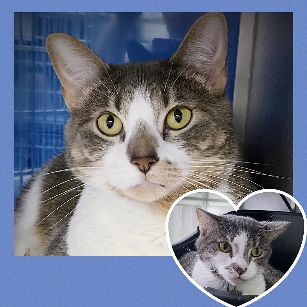 Moira "Missy", Adoptable, Adult Female Domestic Short Hair.